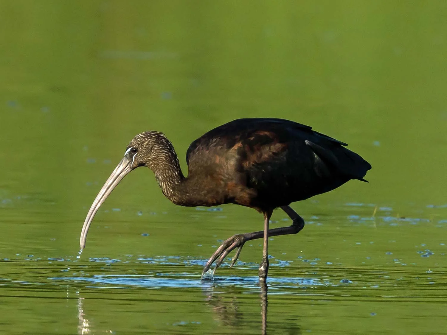 Glossy Ibises — Susan Kirby